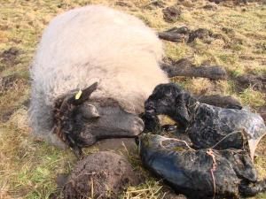 Annas schwere GeburtDSC02972.JPG